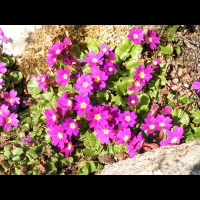 Primula Juliae (fam Primulacees) (Caucase) (03)